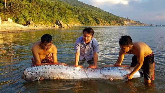 Cá[-]hố[-]rồng[-]dài[-]gần[-]3m[-]bơi[-]vào[-]vùng[-]biển[-]Hà[-]Tĩnh